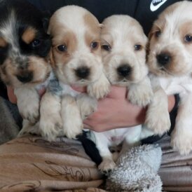 Cocker Spaniel (Show)