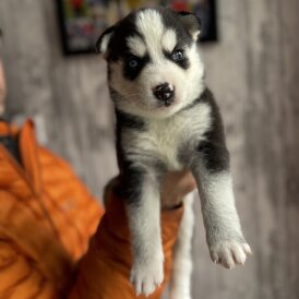 Siberian Husky