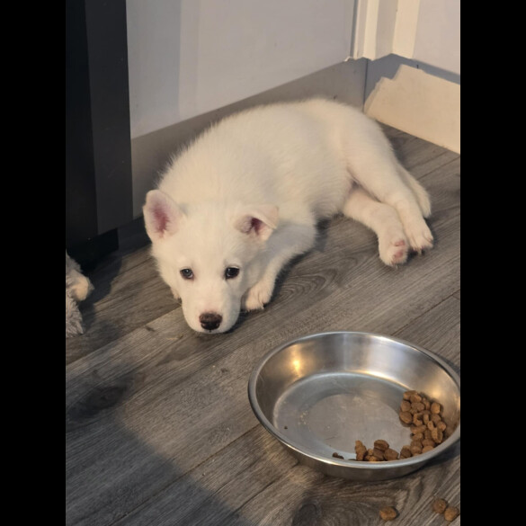 Siberian Husky