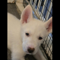 Siberian Husky