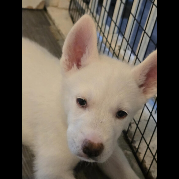 Siberian Husky