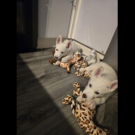 Siberian Husky