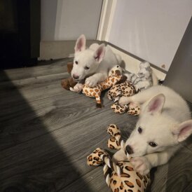 Siberian Husky