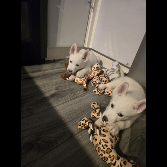 Siberian Husky