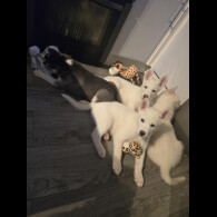 Siberian Husky
