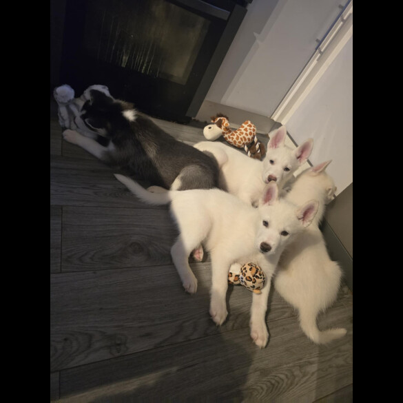 Siberian Husky