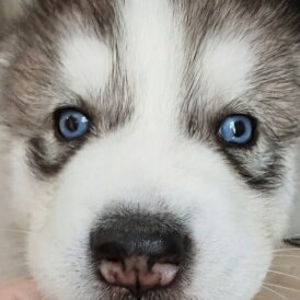 Siberian Husky