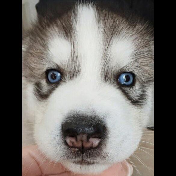 Siberian Husky