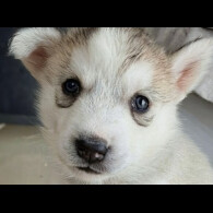 Siberian Husky