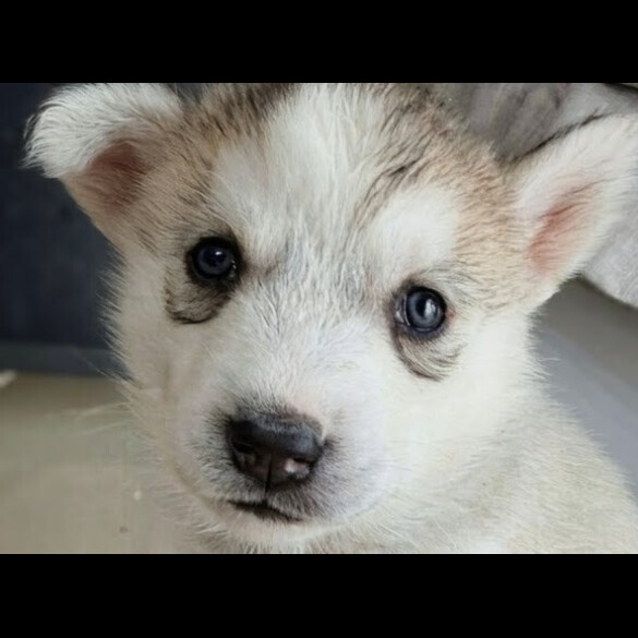 Siberian Husky