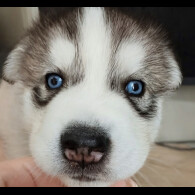 Siberian Husky