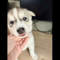 Siberian Husky
