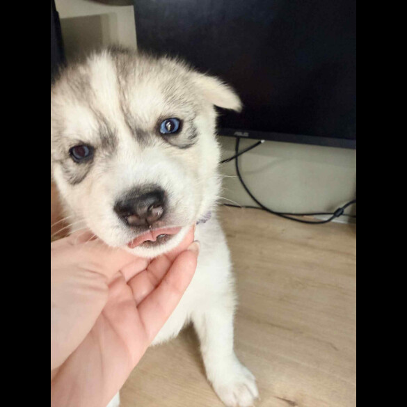 Siberian Husky