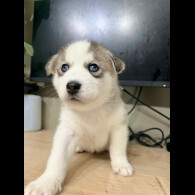 Siberian Husky