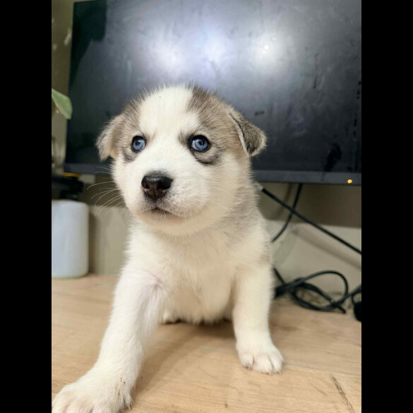 Siberian Husky