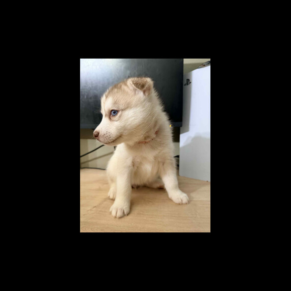 Siberian Husky