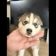 Siberian Husky