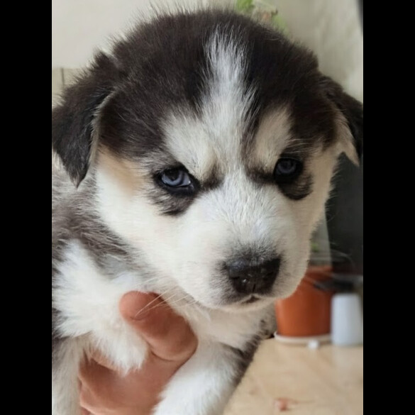 Siberian Husky
