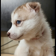 Siberian Husky