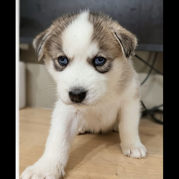 Siberian Husky