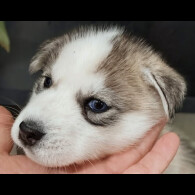 Siberian Husky