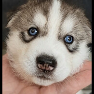 Siberian Husky