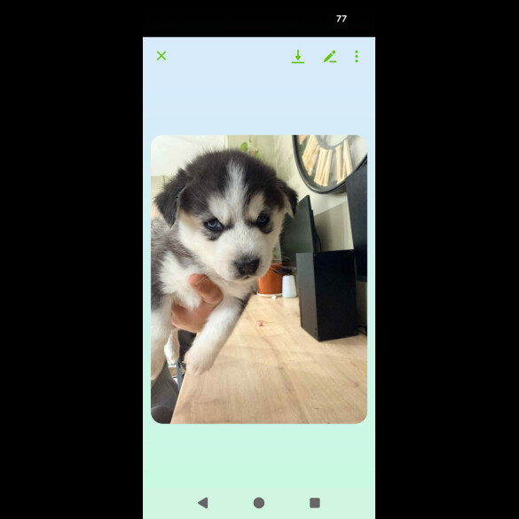 Siberian Husky