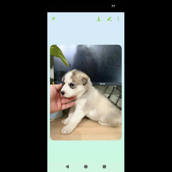 Siberian Husky