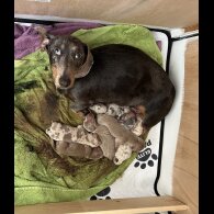 Dachshund (Miniature Smooth Haired)