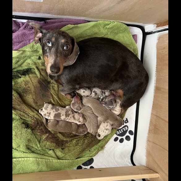 Dachshund (Miniature Smooth Haired)