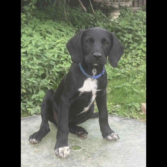 Springador
