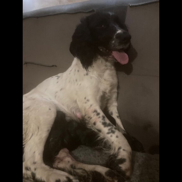 Springador