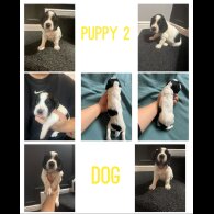 English Springer Spaniel