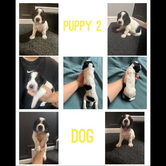 English Springer Spaniel