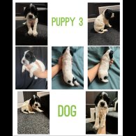 English Springer Spaniel