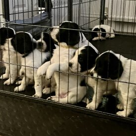 English Springer Spaniel