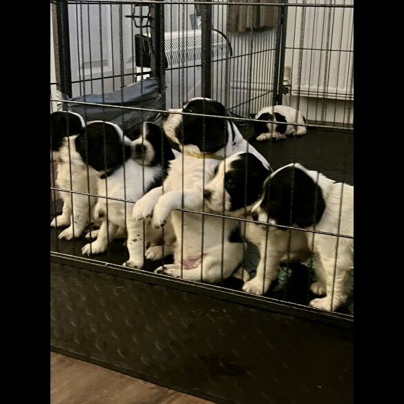 English Springer Spaniel
