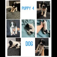 English Springer Spaniel