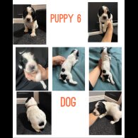 English Springer Spaniel