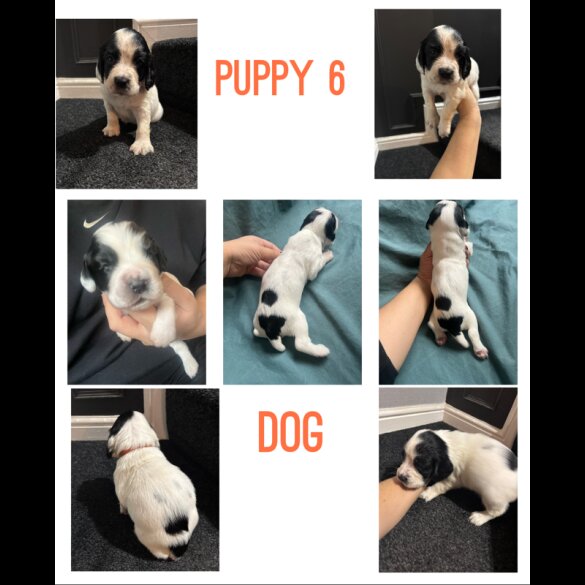 English Springer Spaniel