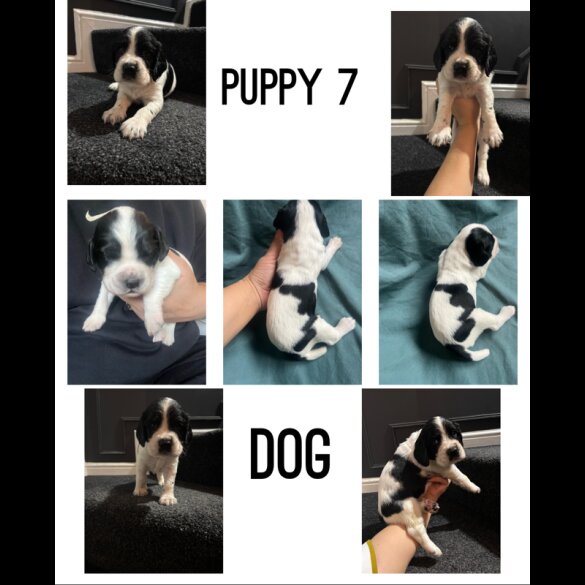 English Springer Spaniel