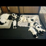 English Springer Spaniel