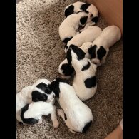 English Springer Spaniel