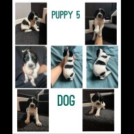 English Springer Spaniel