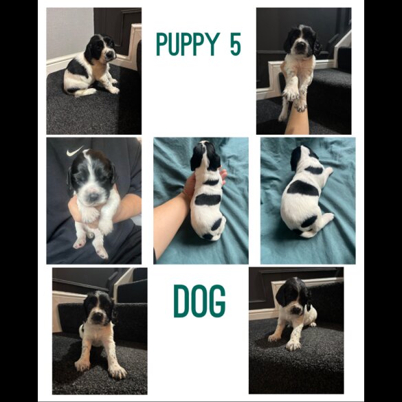 English Springer Spaniel