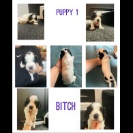 English Springer Spaniel