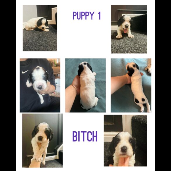 English Springer Spaniel