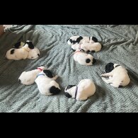 English Springer Spaniel