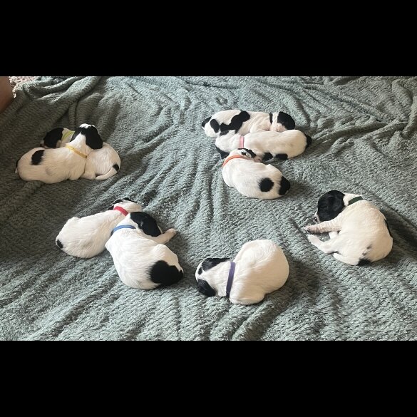 English Springer Spaniel