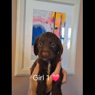 Sprocker Spaniel